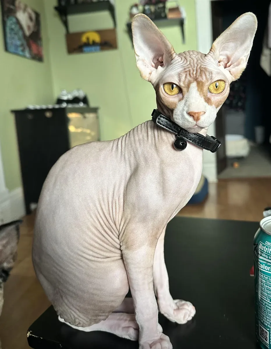 Торт «Сфинкс»