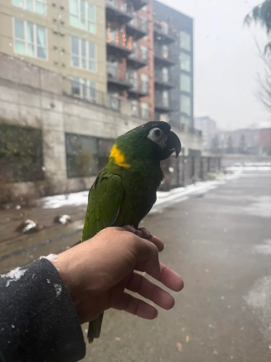 попугай ара