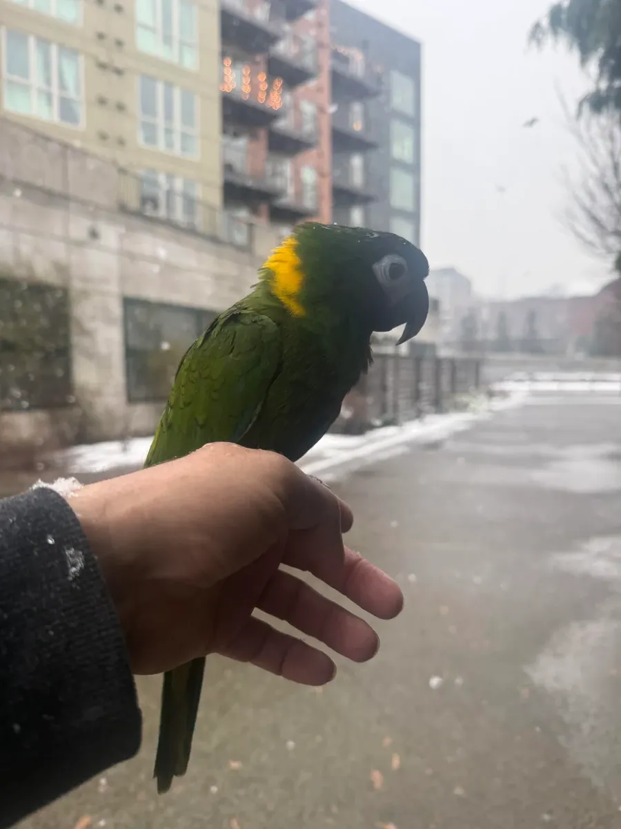 попугай ара