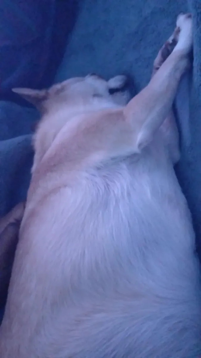 маленькая чихуахуа