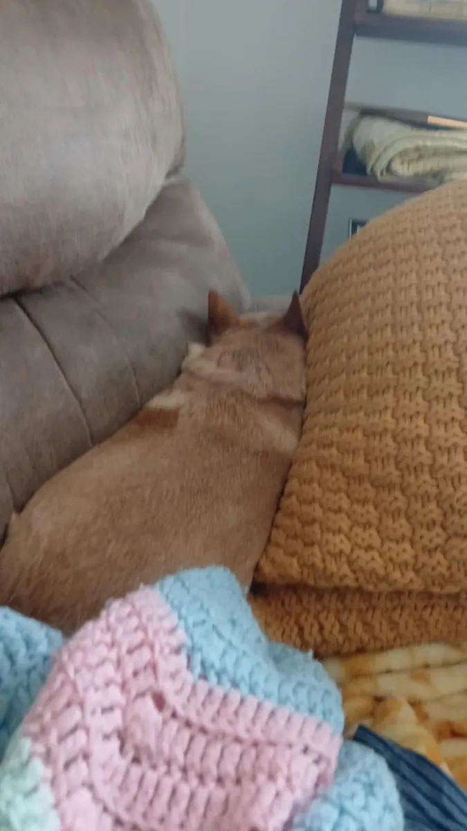 маленькая чихуахуа