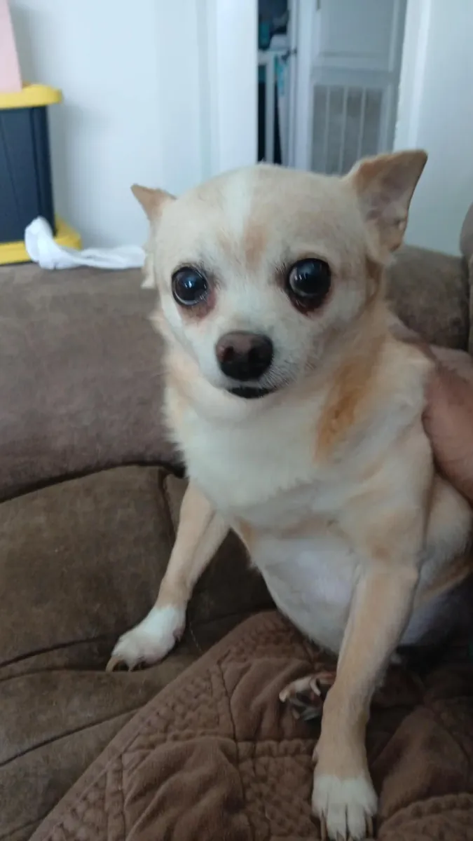 маленькая чихуахуа