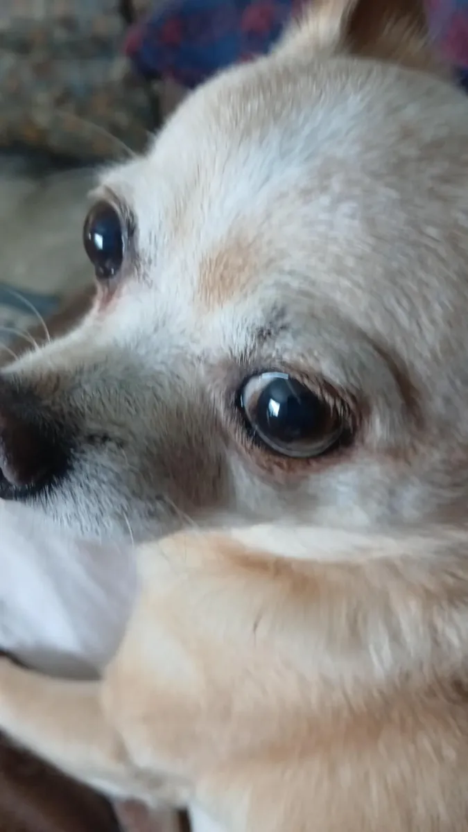 маленькая чихуахуа