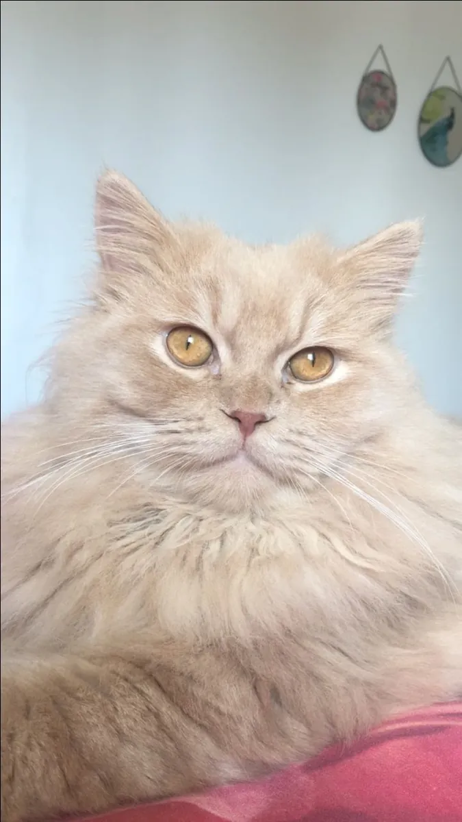 британские длинноволосые