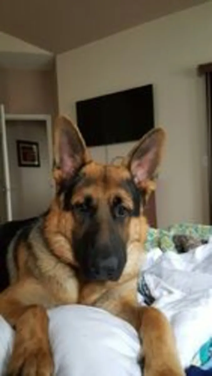 美丽与力量的德国牧羊犬