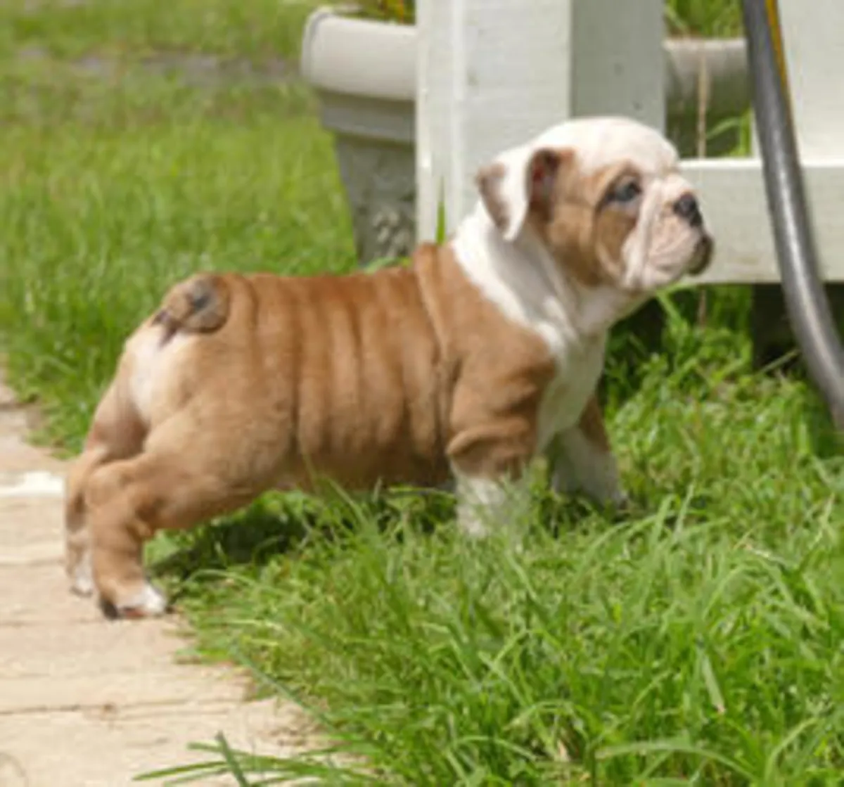 Cachorros de Bulldog Francés cariñosos y sanos disponibles