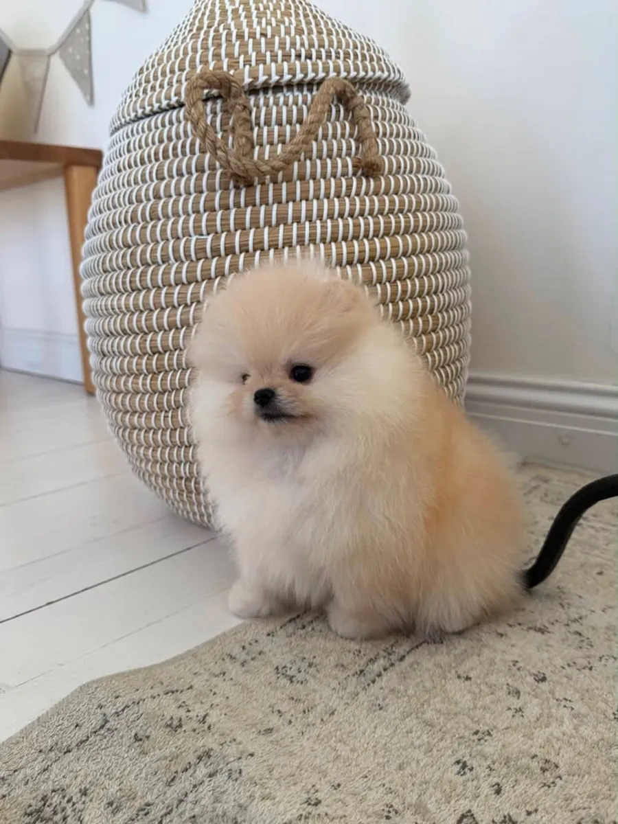 博美犬幼犬可供出售