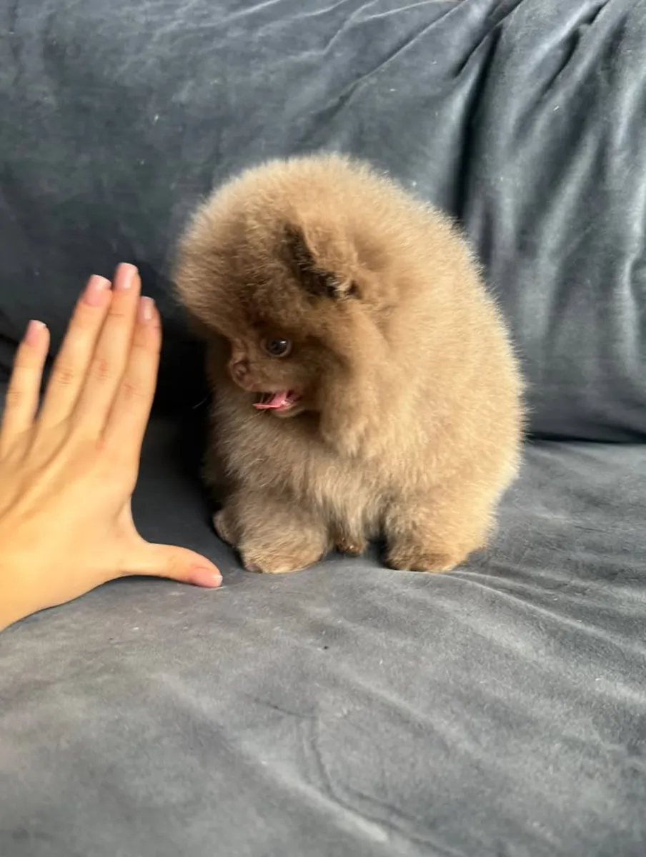 博美犬幼犬可供出售