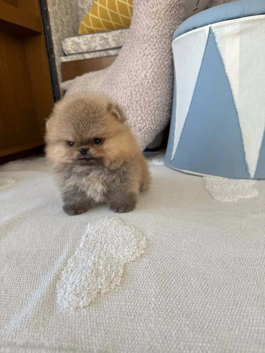 博美犬幼犬可供出售
