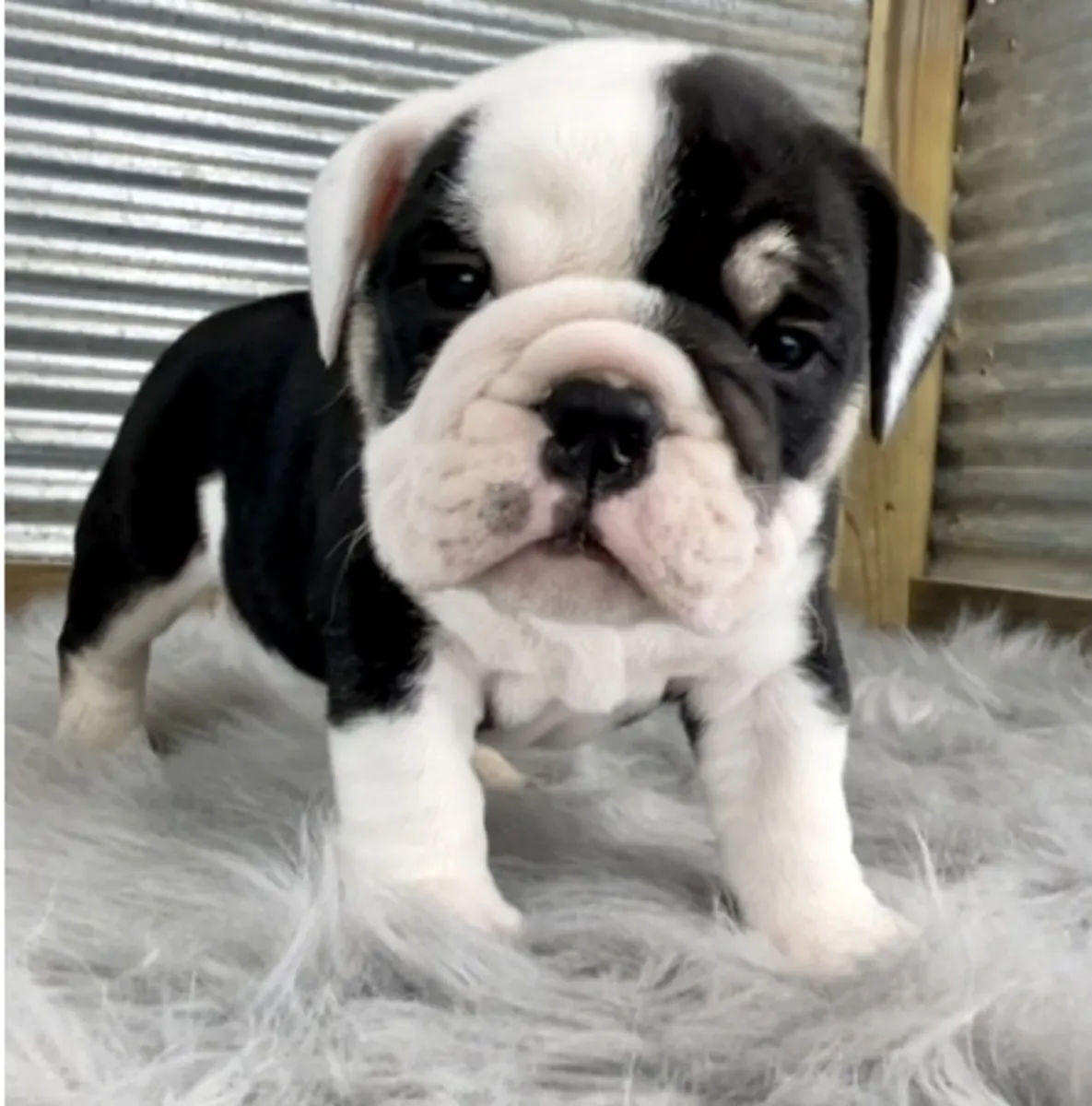 英国斗牛犬幼犬