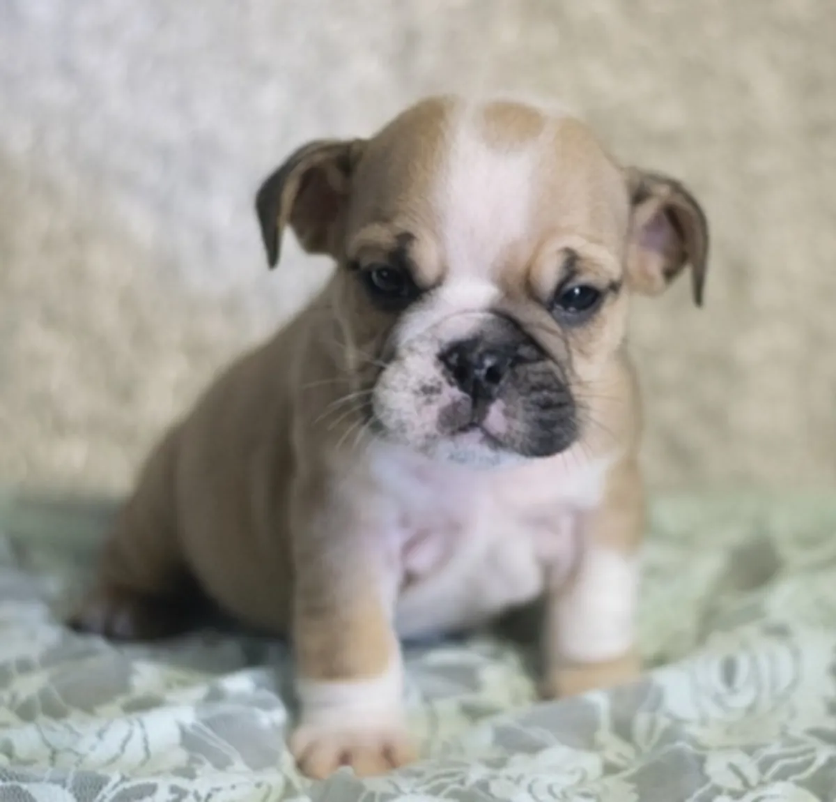 英国斗牛犬幼犬