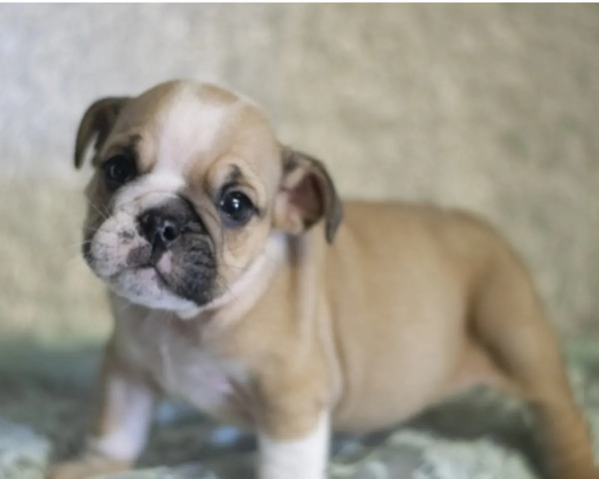 英国斗牛犬幼犬