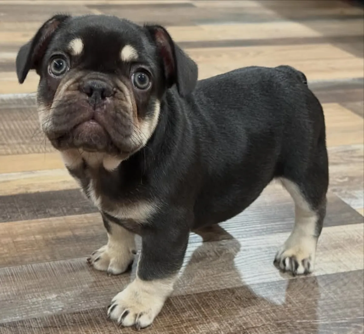 法国斗牛犬幼犬寻找他们的心灵伴侣