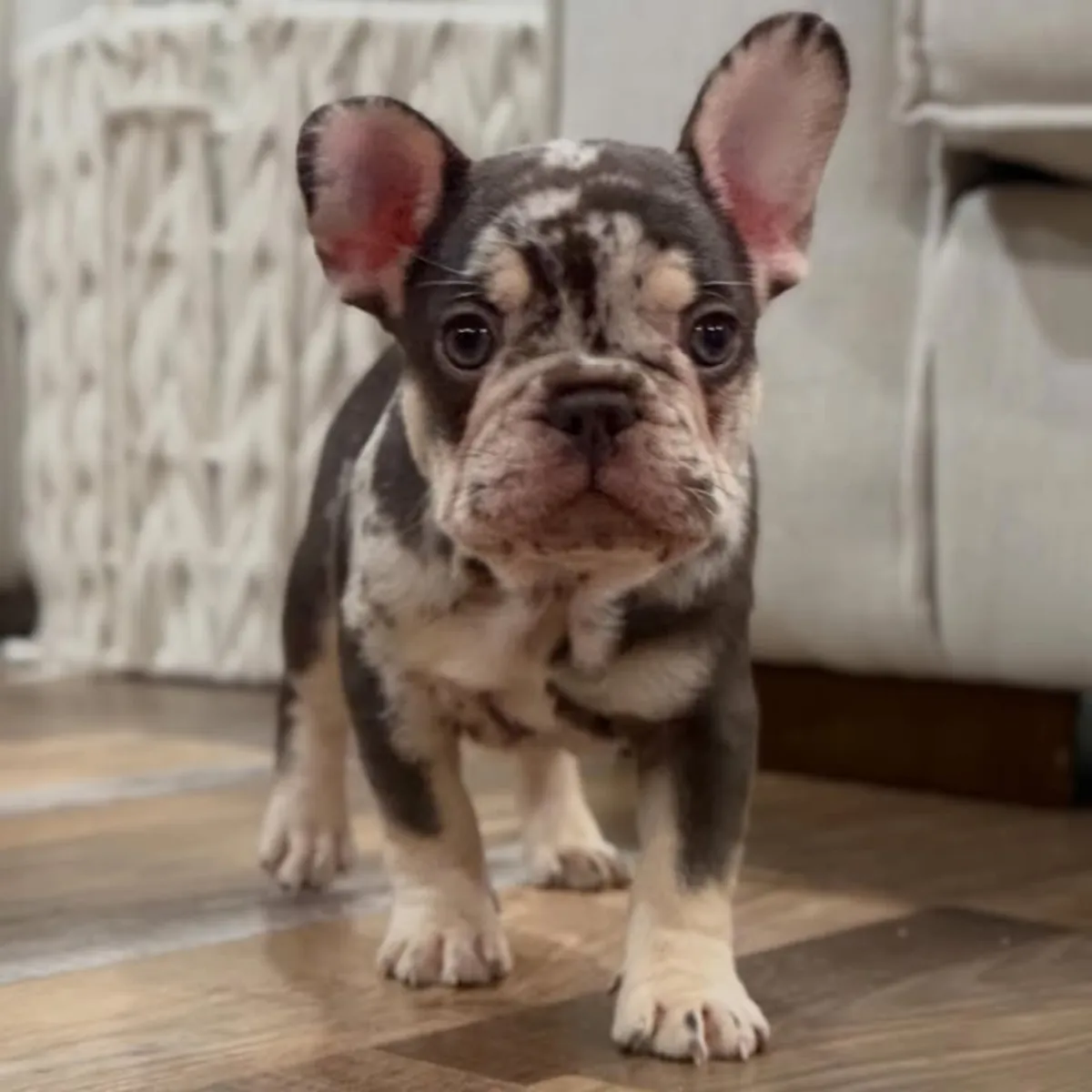 法国斗牛犬幼犬寻找他们的心灵伴侣