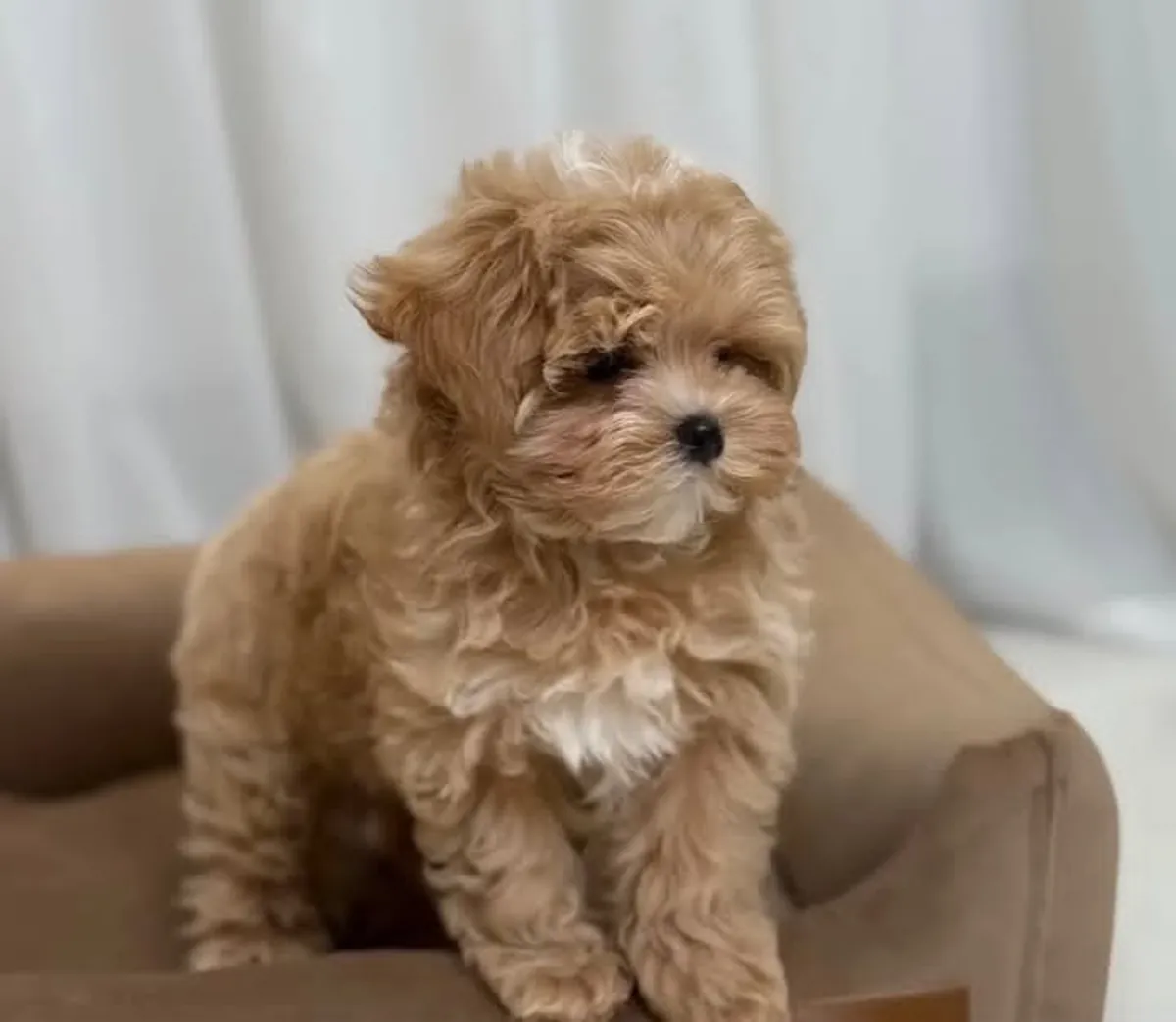 Cachorros de Poodle Enano con Pedigrí