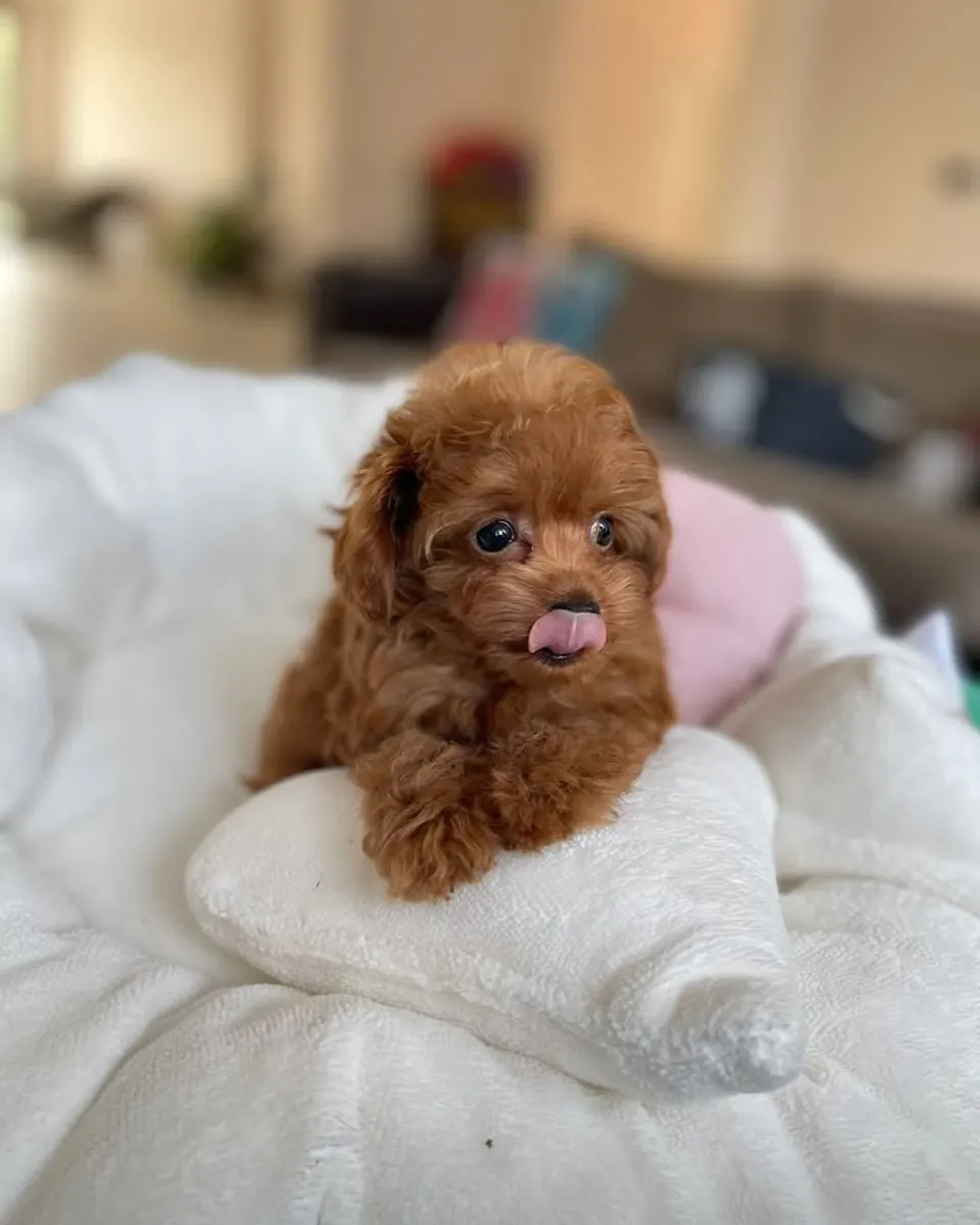 Cachorros de Poodle Enano con Pedigrí