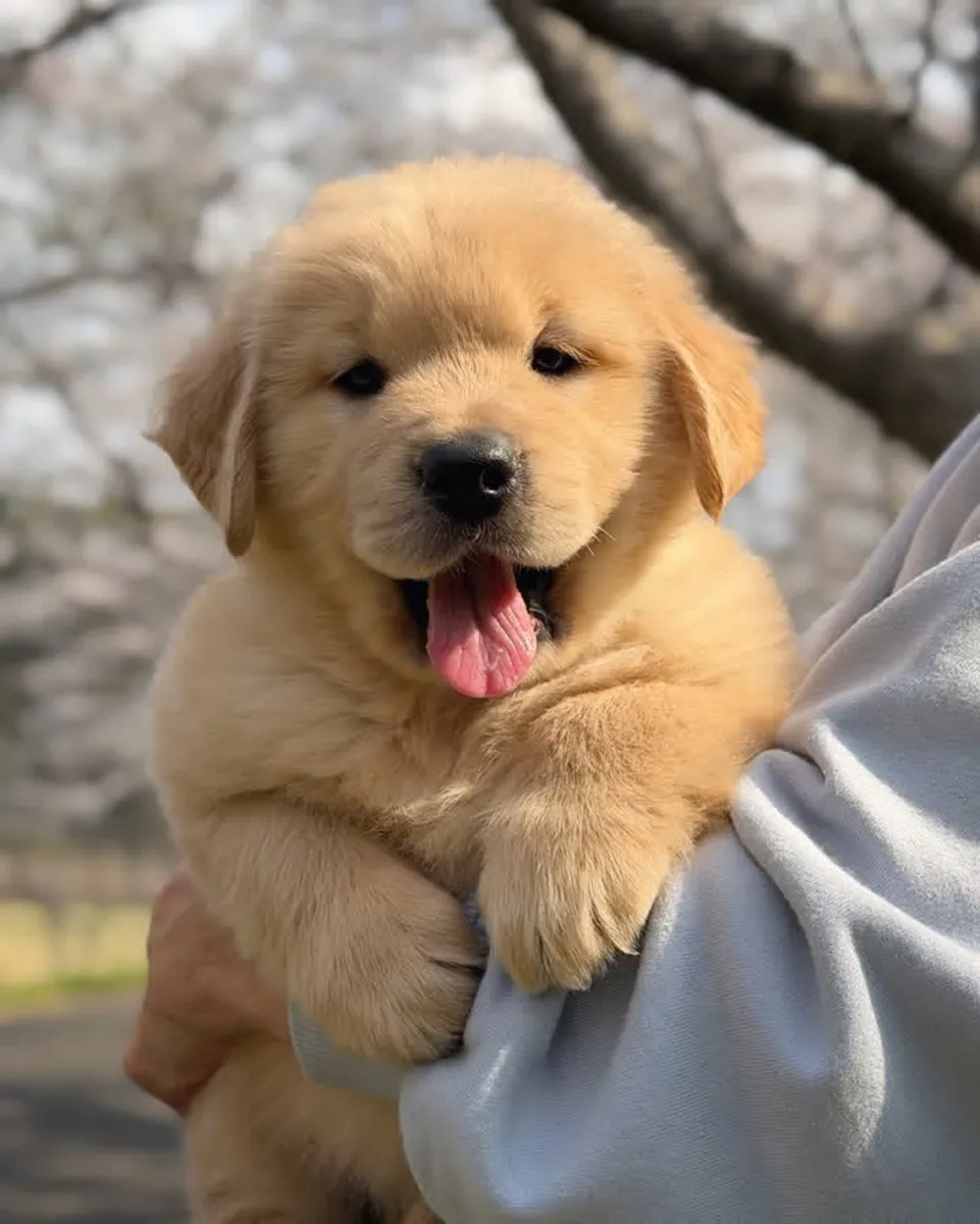 金毛寻回犬幼犬