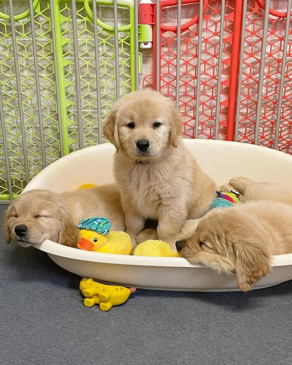 金毛寻回犬幼犬