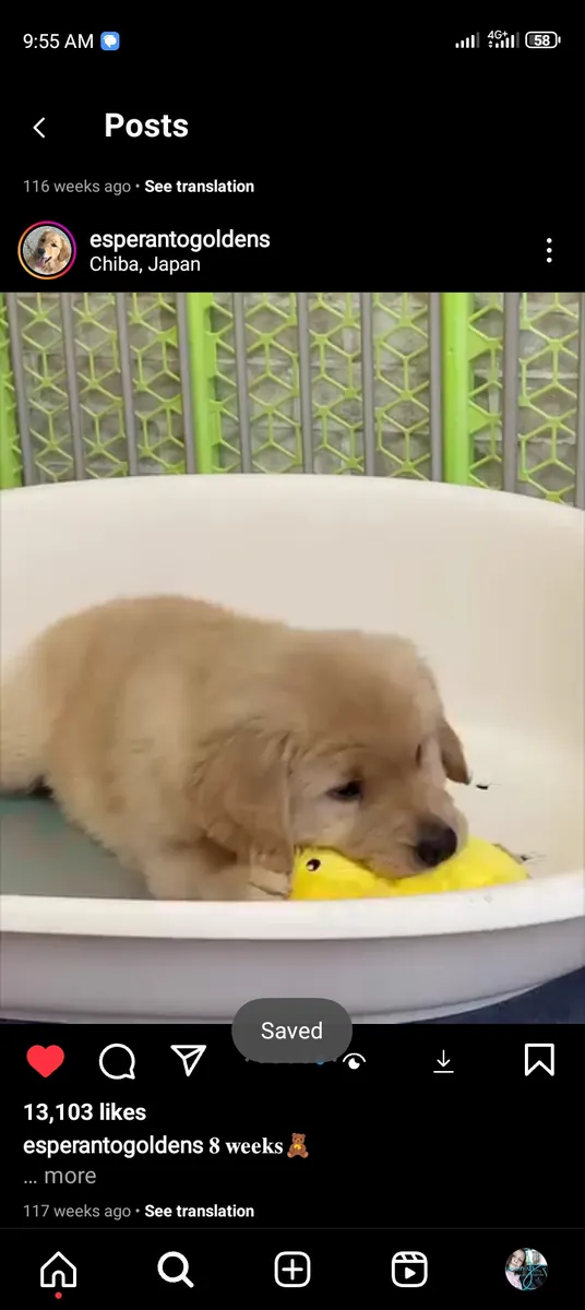 金毛寻回犬幼犬