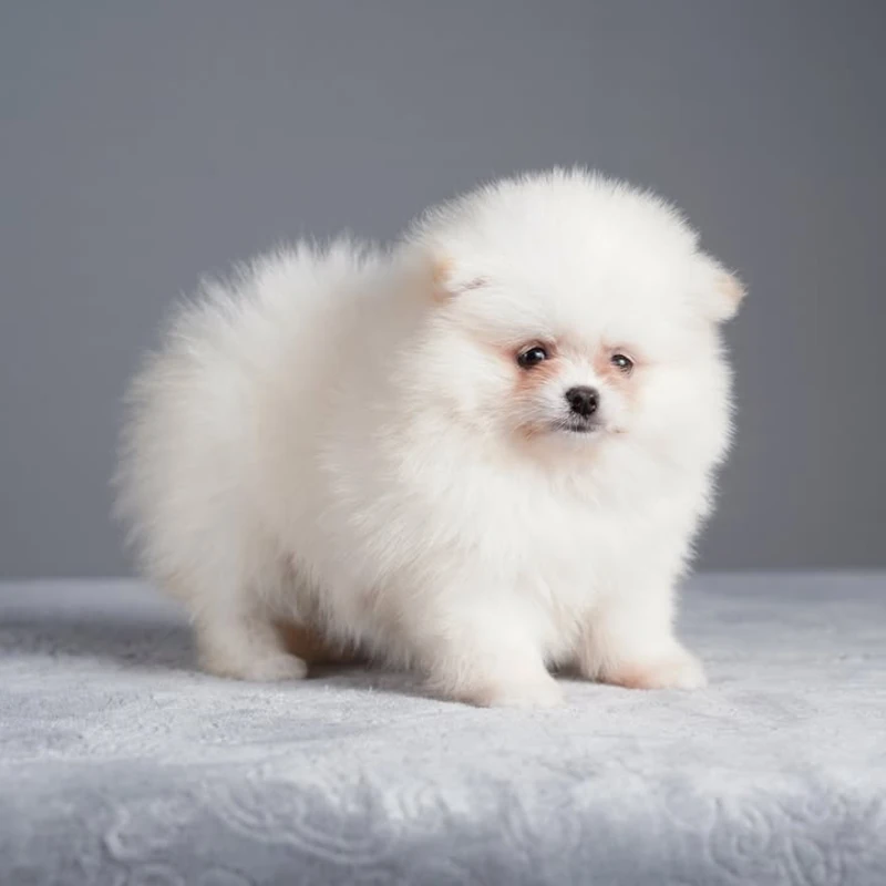 Pomeranian