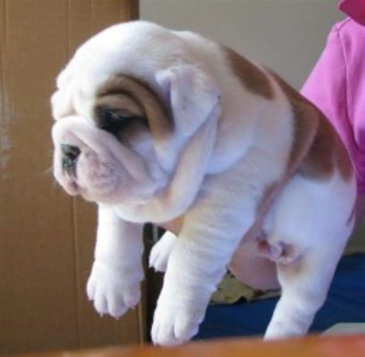 雄性和雌性英式斗牛犬幼犬