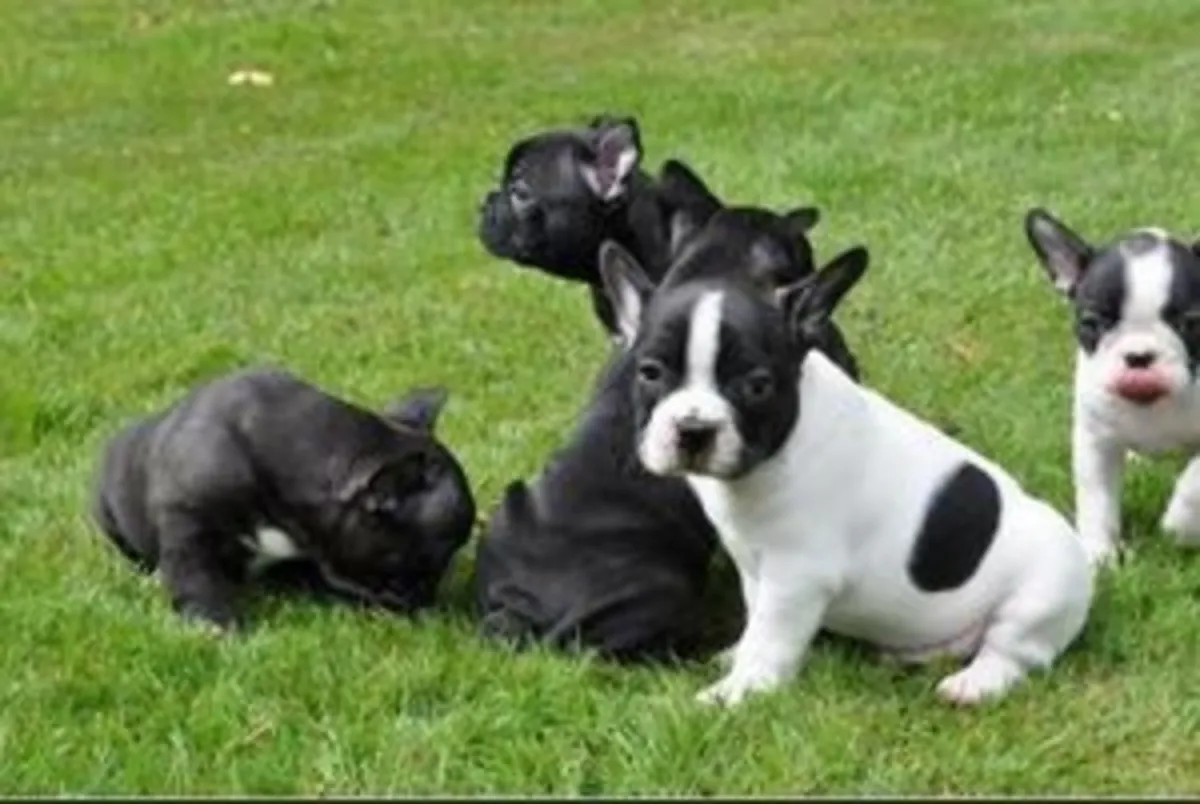 Cachorros bulldog francés