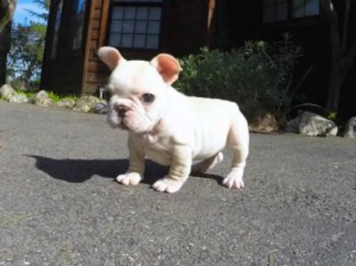 Chiots bulldog français affectueux