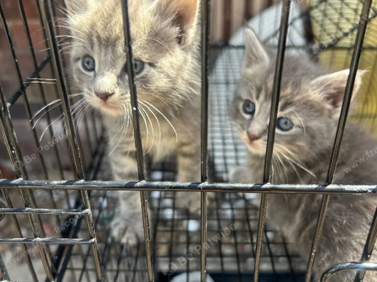 Preciosos gatitos Maine Coon de padres campeones