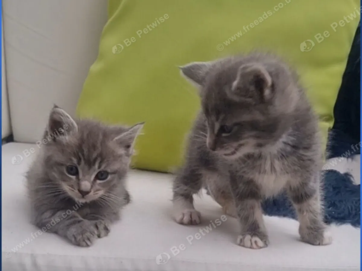 Preciosos gatitos Maine Coon de padres campeones