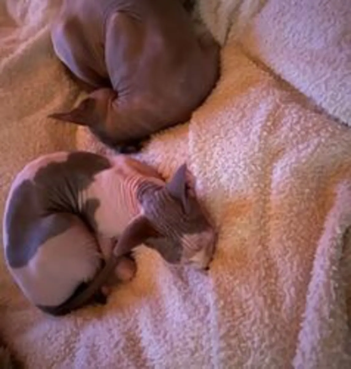 斯芬克斯小猫