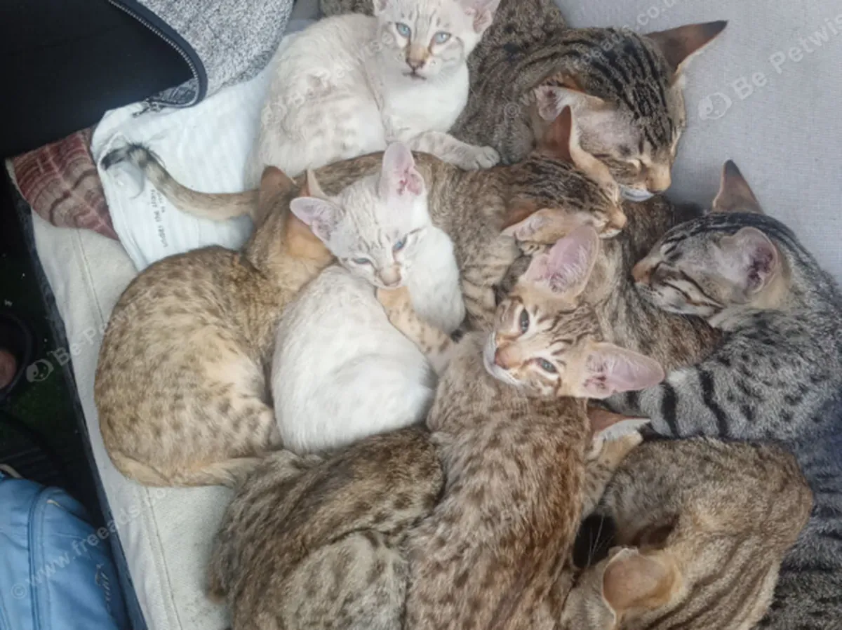 Gatitos Savannah listos para un nuevo hogar amoroso