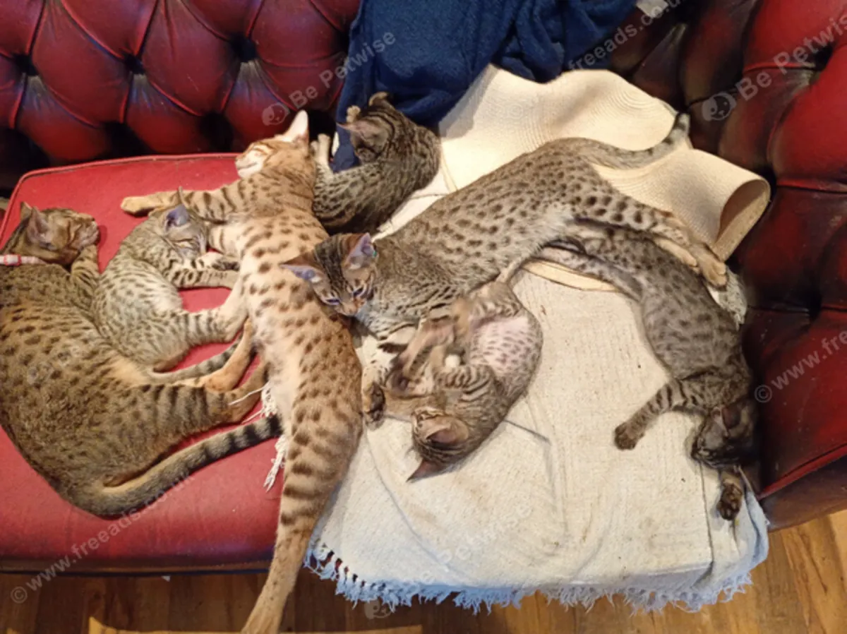 Gatitos Savannah listos para un nuevo hogar amoroso