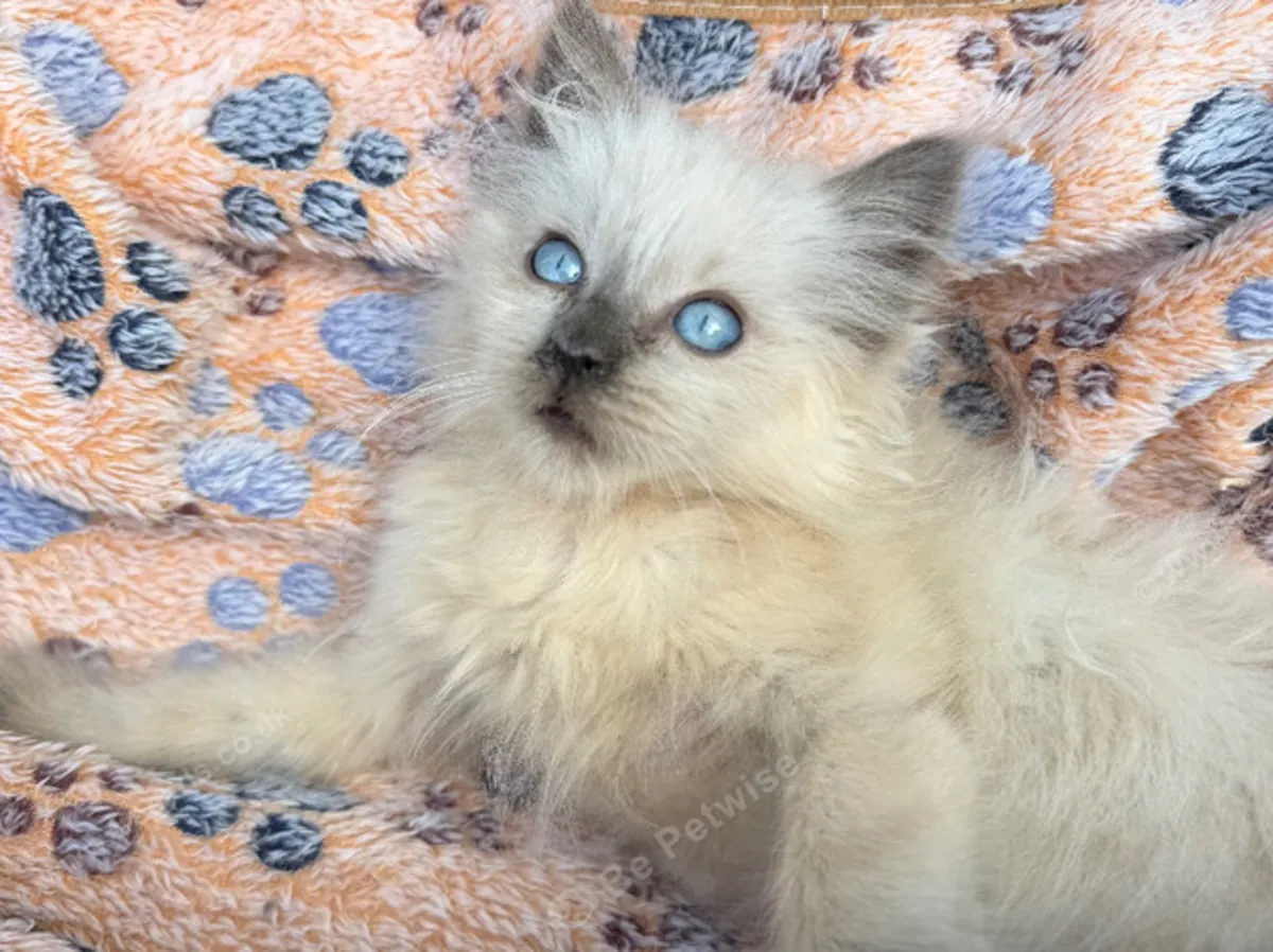 美丽的雄性缅因猫小猫 - 11周大
