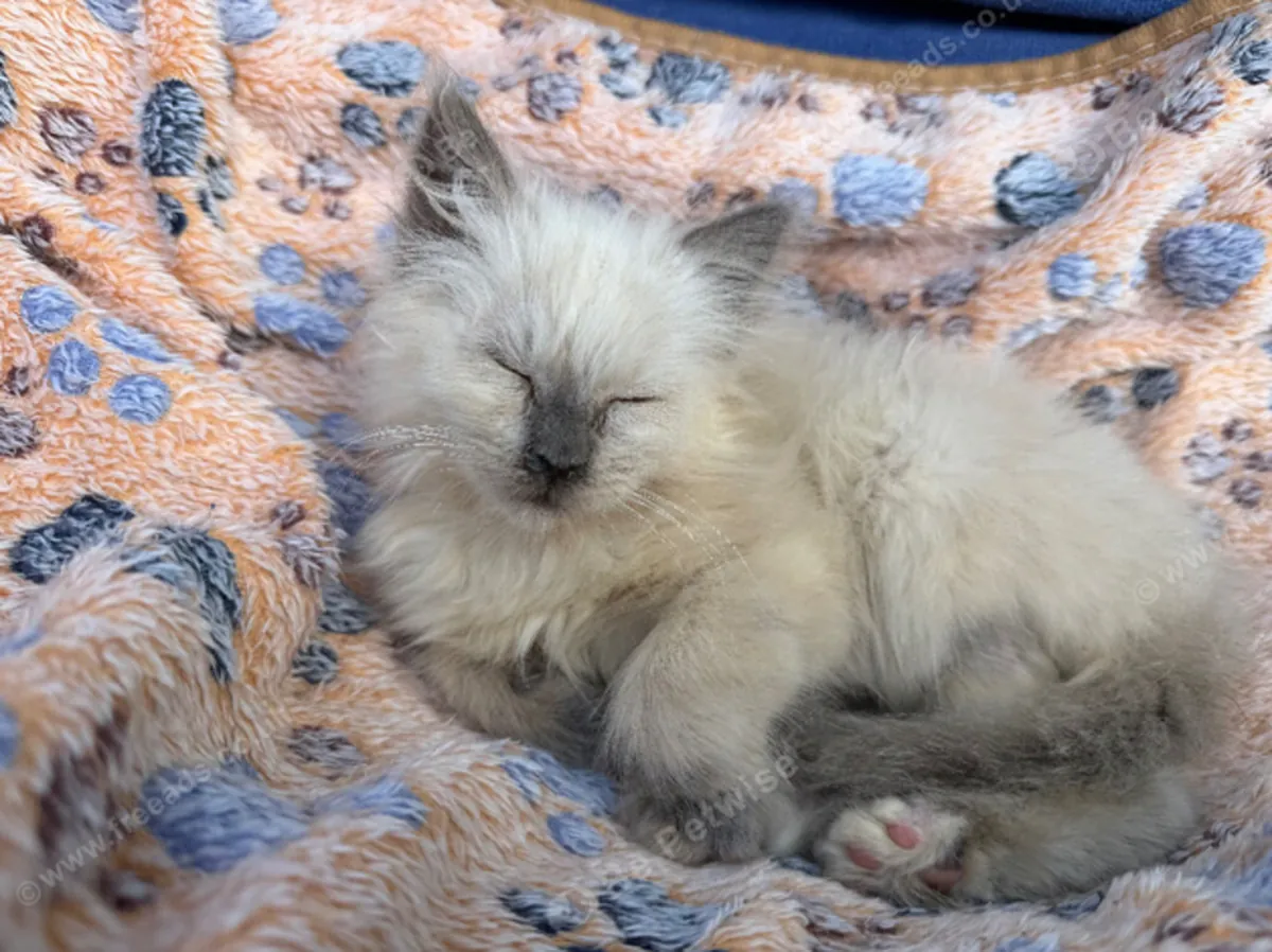美丽的雄性缅因猫小猫 - 11周大