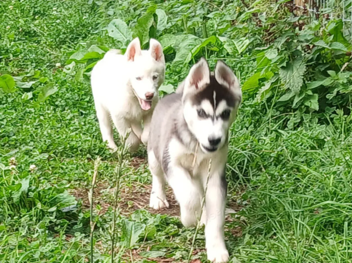 Cachorros de husky siberiano en venta