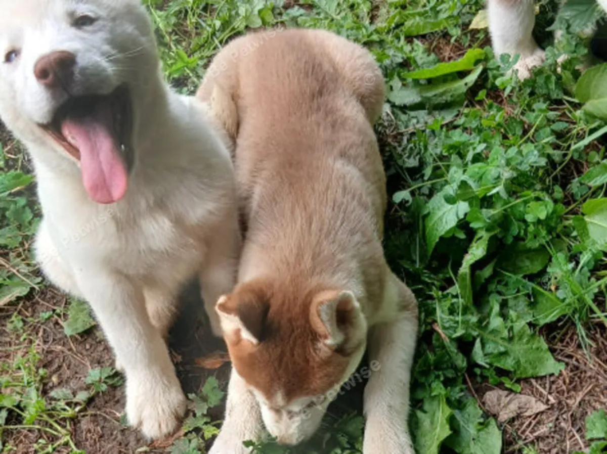 Cachorros de husky siberiano en venta