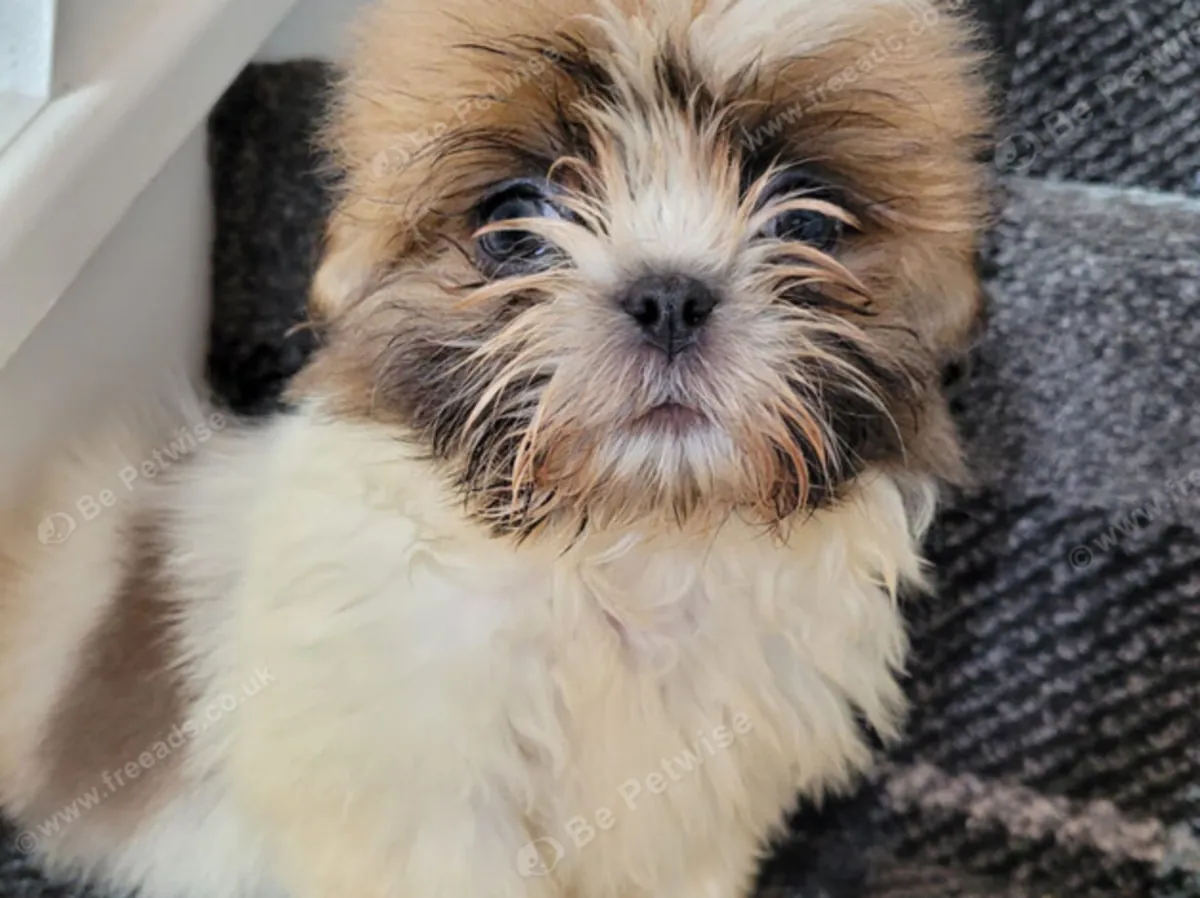 3 hermosos shih tzus puros
