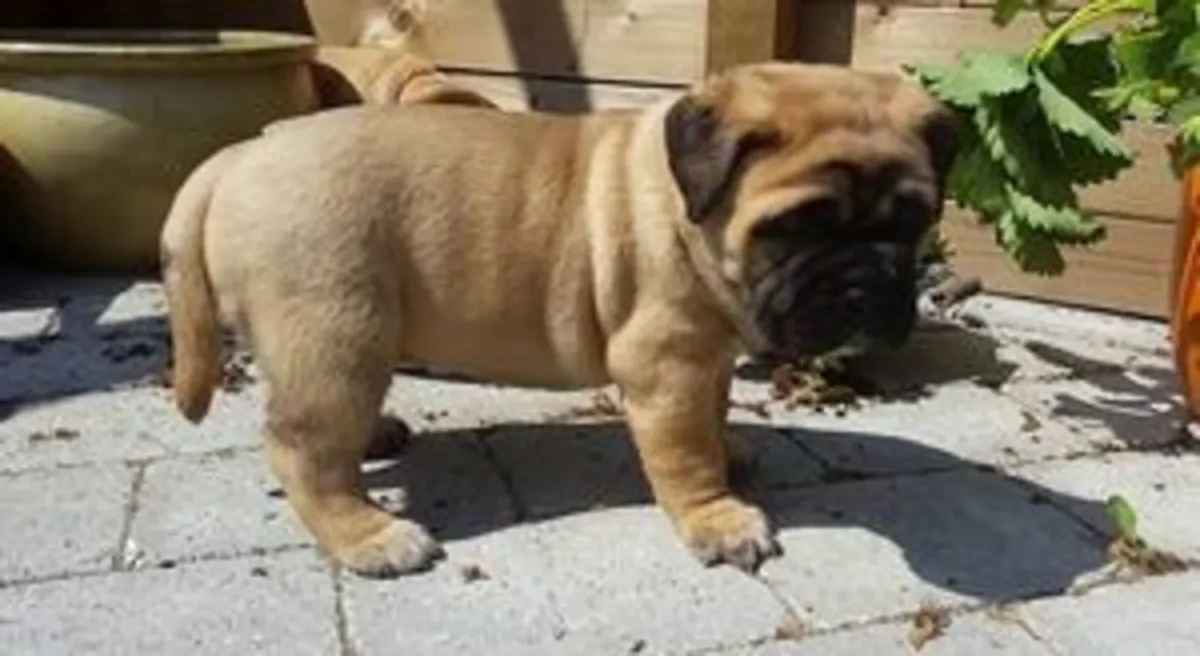 斗牛獒幼犬可供出售