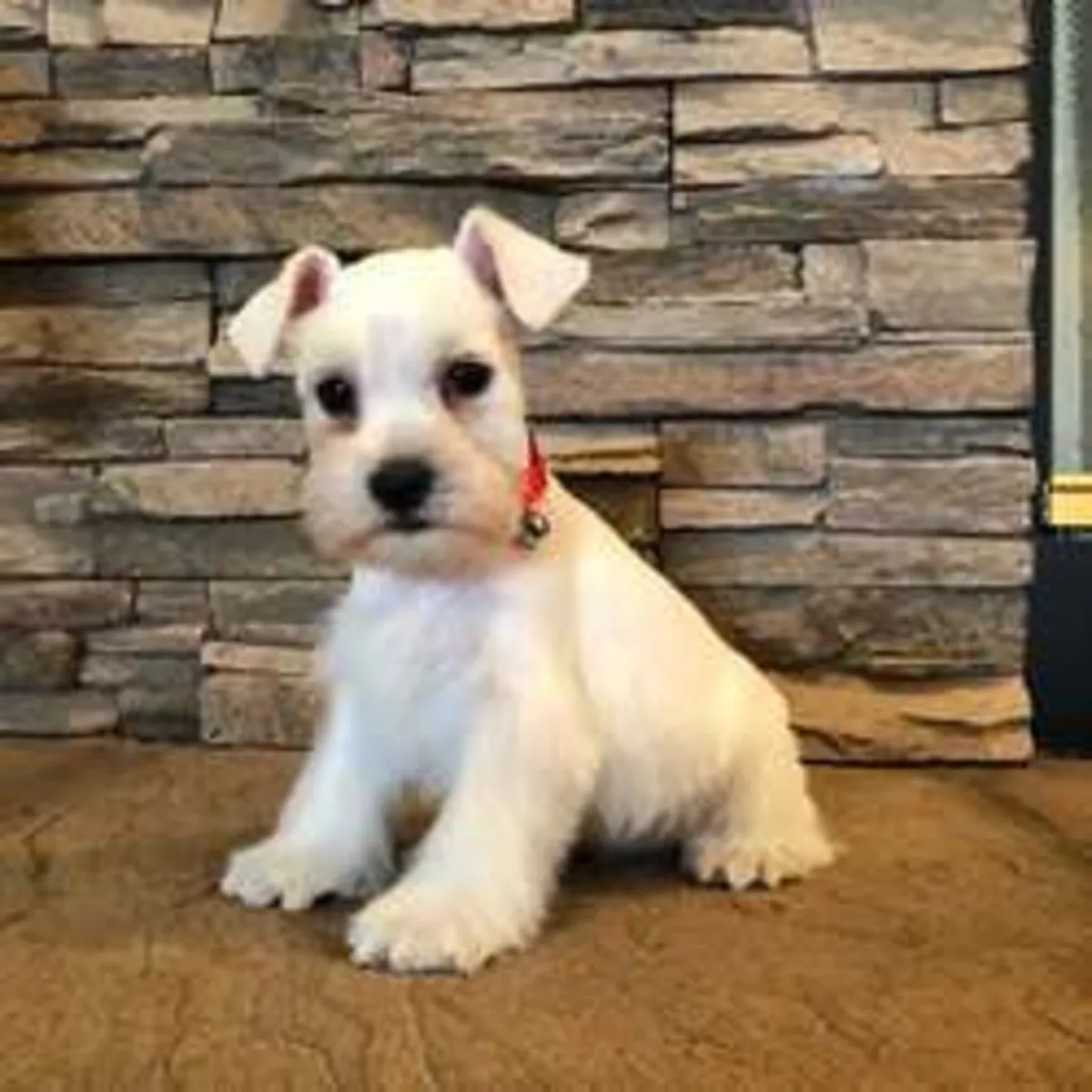 Cachorros Schnauzer en adopción