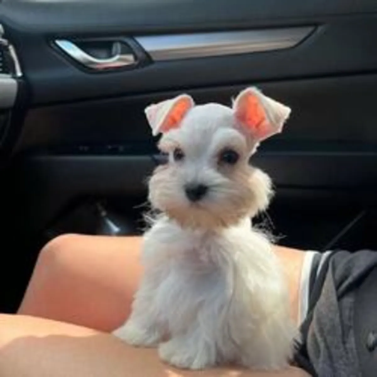 Cachorros Schnauzer en adopción