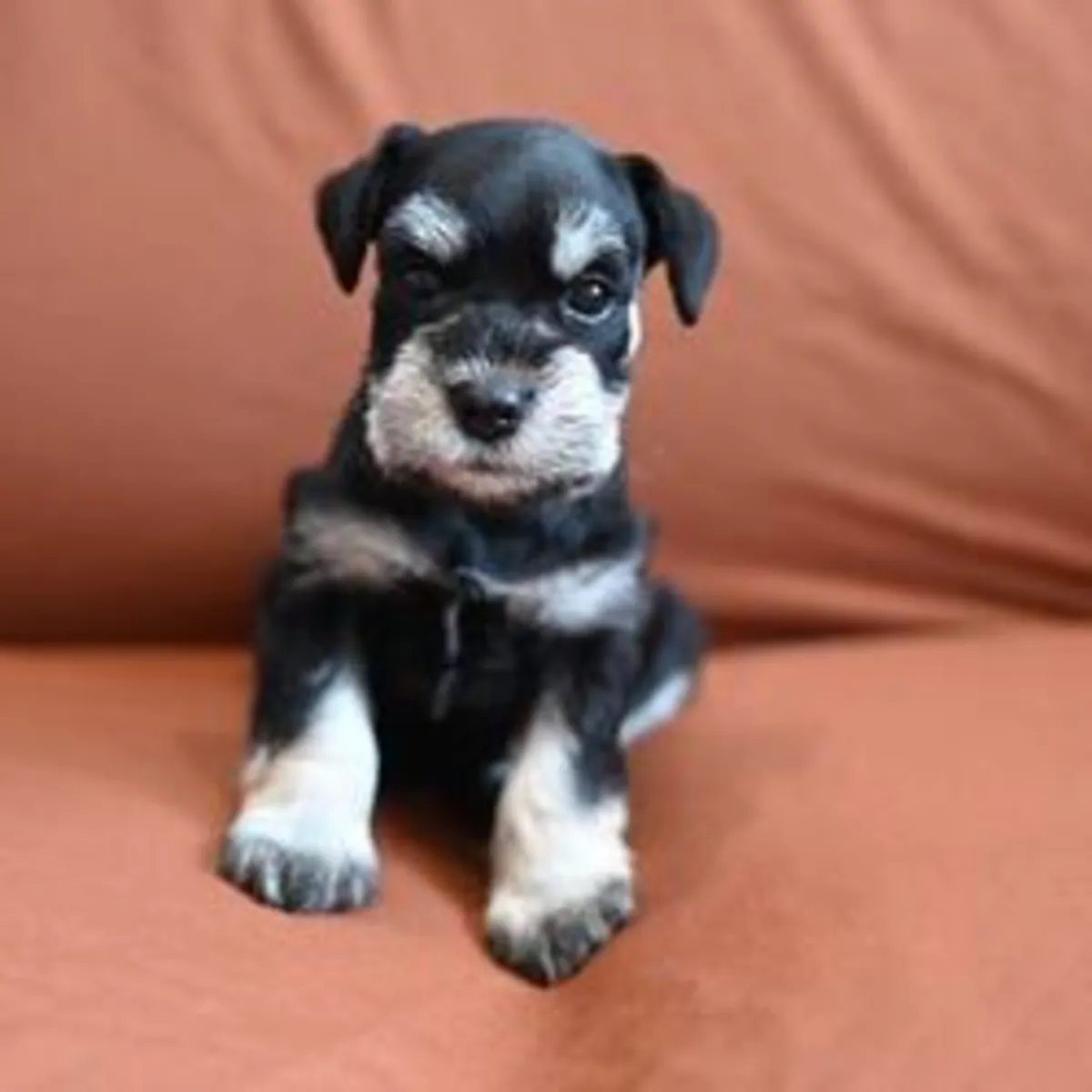 Cachorros Schnauzer en adopción