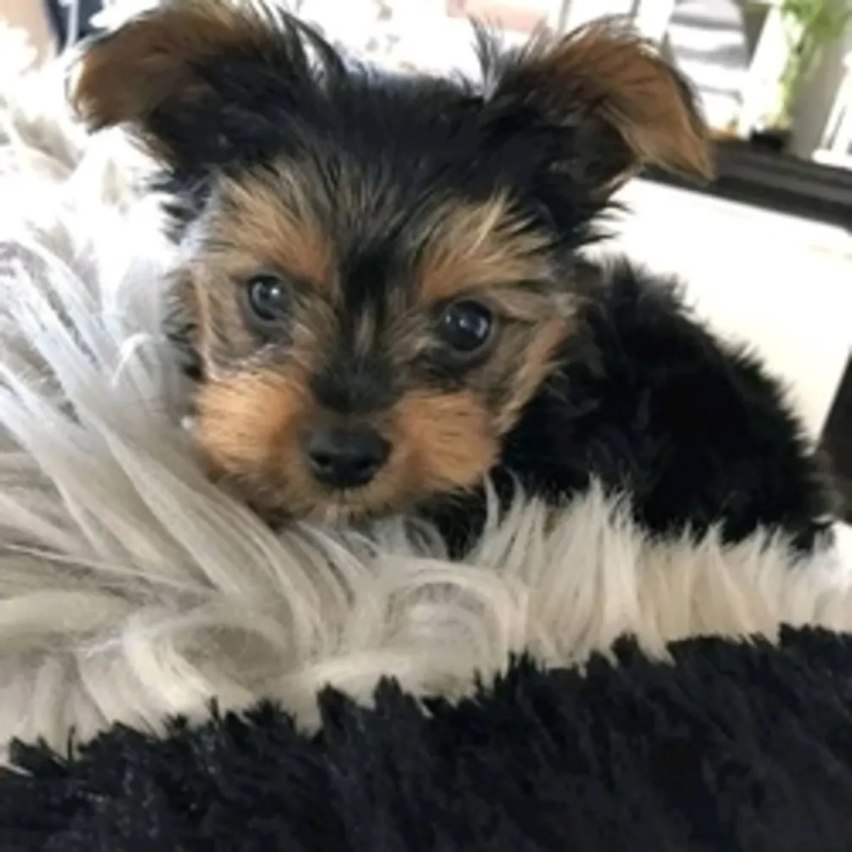 Cachorros de Yorkshire Terrier (Teacup Yorkie) disponibles
