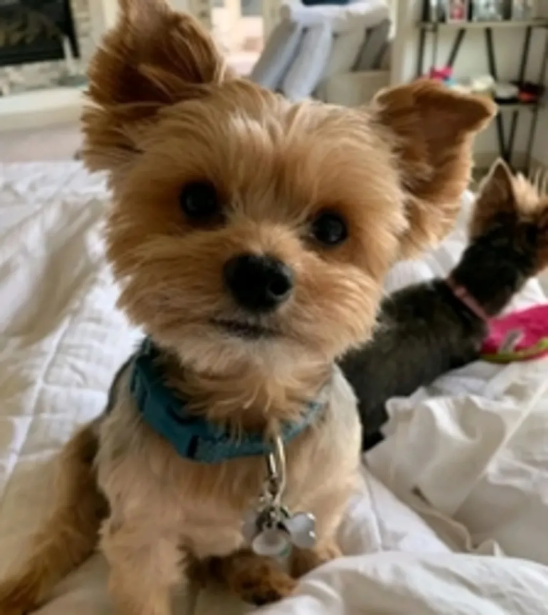Cachorros de Yorkshire Terrier (Teacup Yorkie) disponibles