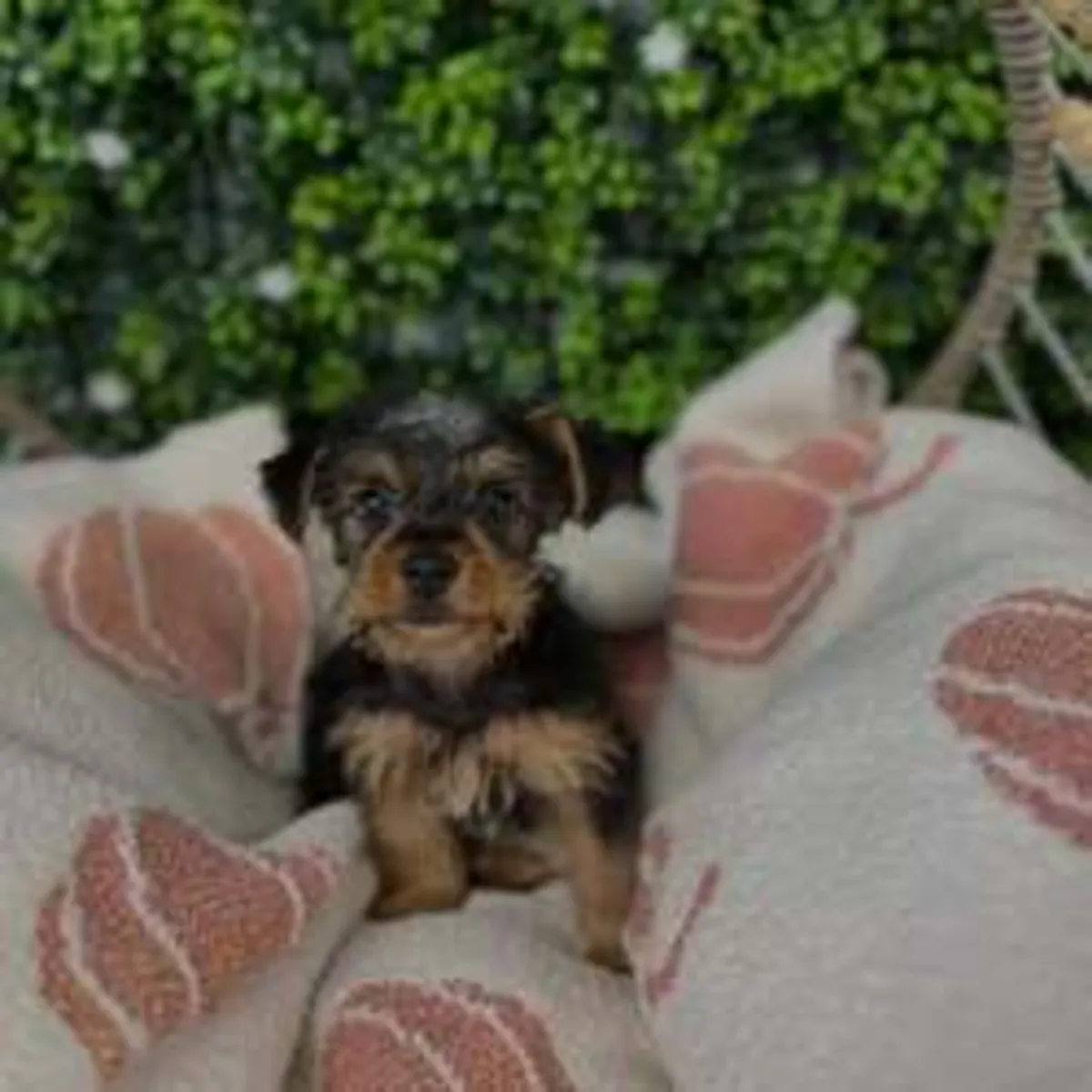 Cachorros de Yorkshire Terrier (Teacup Yorkie) disponibles