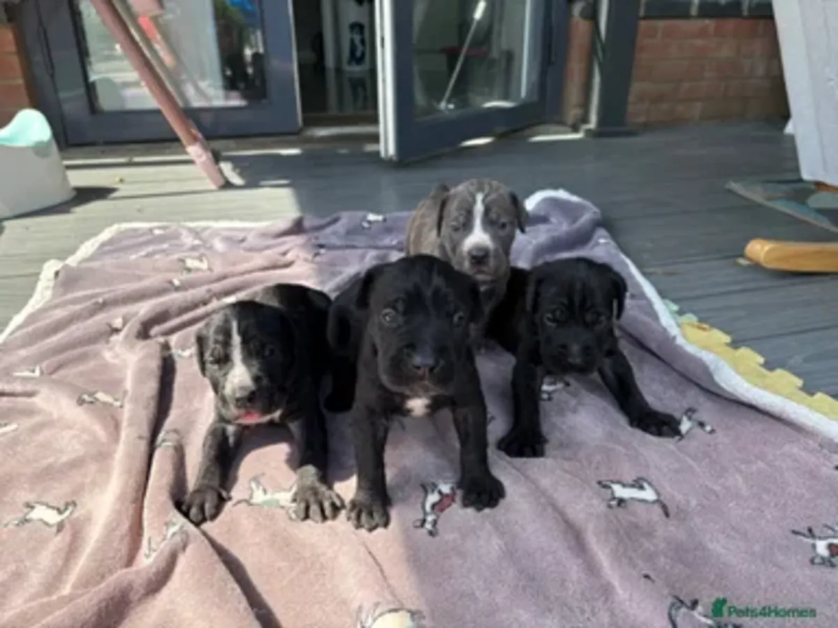 Cane Corso Welpen suchen ein neues Zuhause