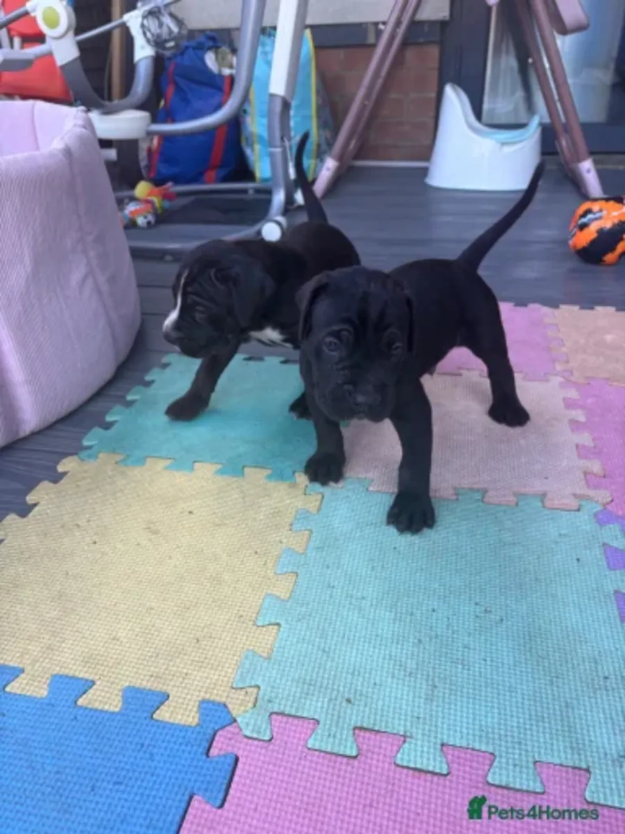 Cane Corso Welpen suchen ein neues Zuhause