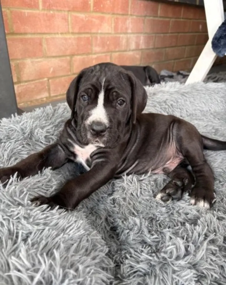 Cane Corso Welpen suchen ein neues Zuhause