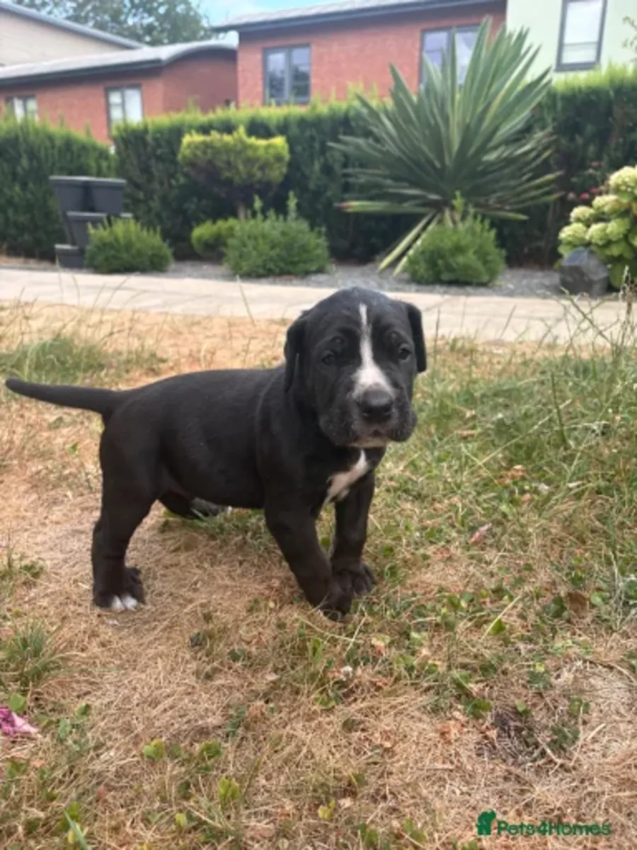 Cane Corso Welpen suchen ein neues Zuhause