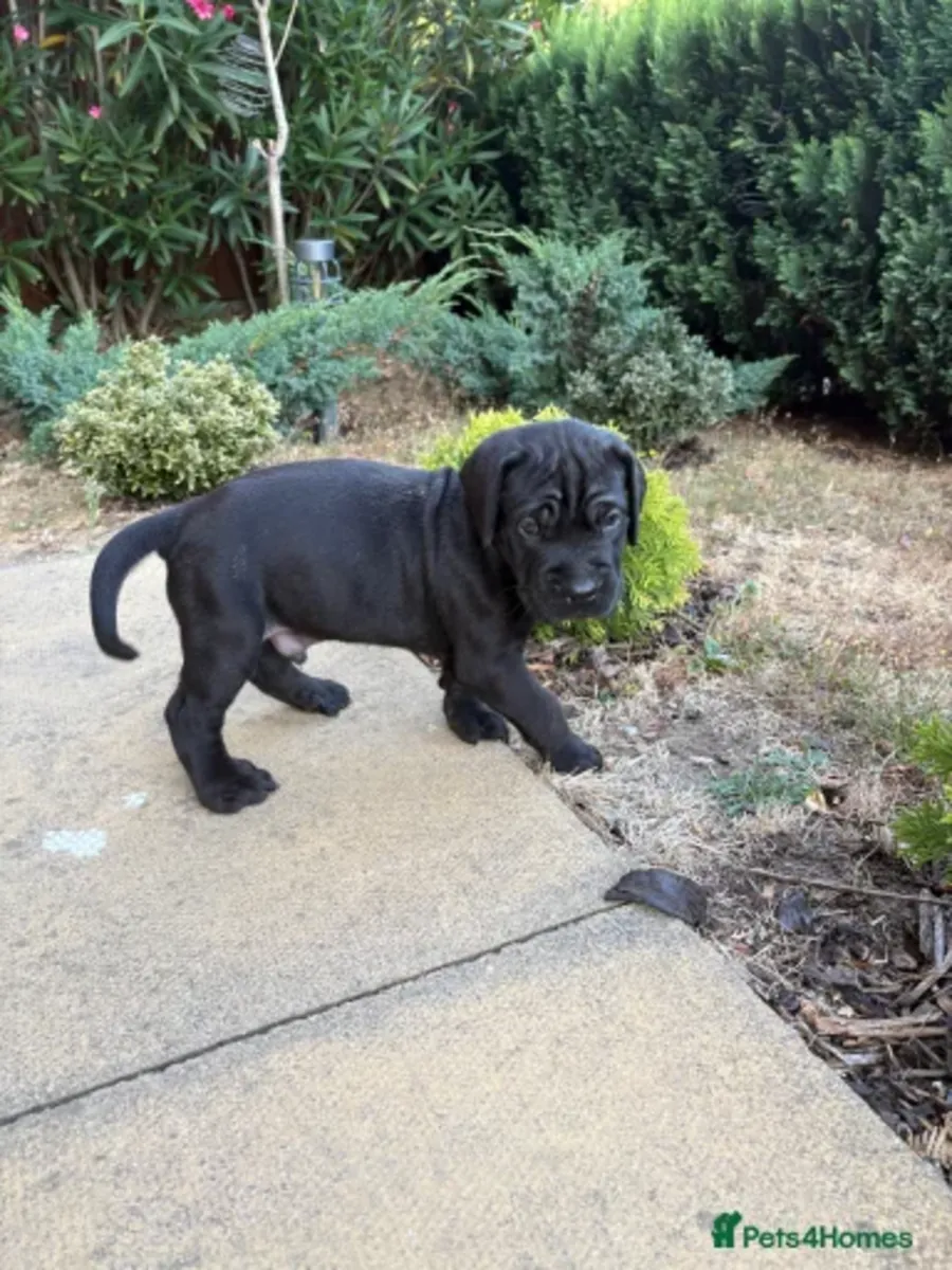 Cane Corso Welpen suchen ein neues Zuhause