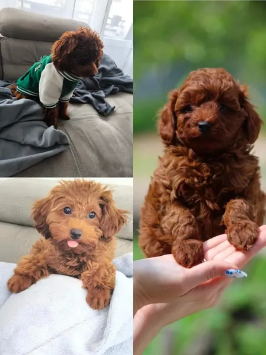 迷你贵宾犬 -小狗